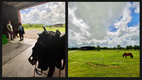 Multiple pictures of barn and horses on the ranch at Rainbow of Hope, Rosharon, Texas