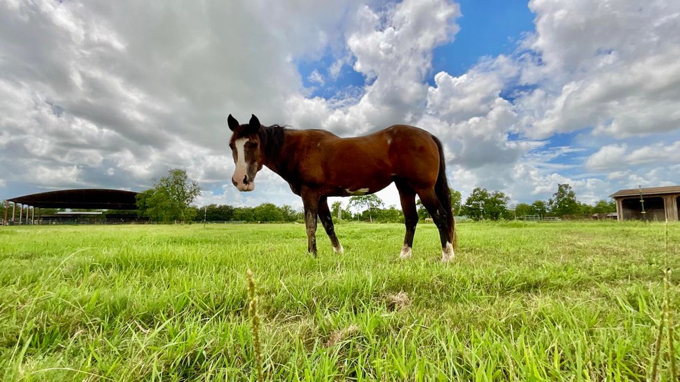 Horses on the ranch at Rainbow of Hope, Rosharon, Texas