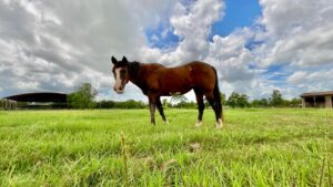 Rainbow of Hope Texas