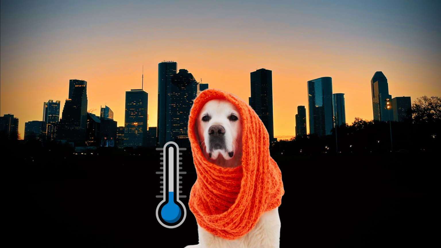 Brief Cold Snap Coming to Houston This Weekend: What to Expect Cold Weather Snap this weekend in Houston. Dog with knit cover.