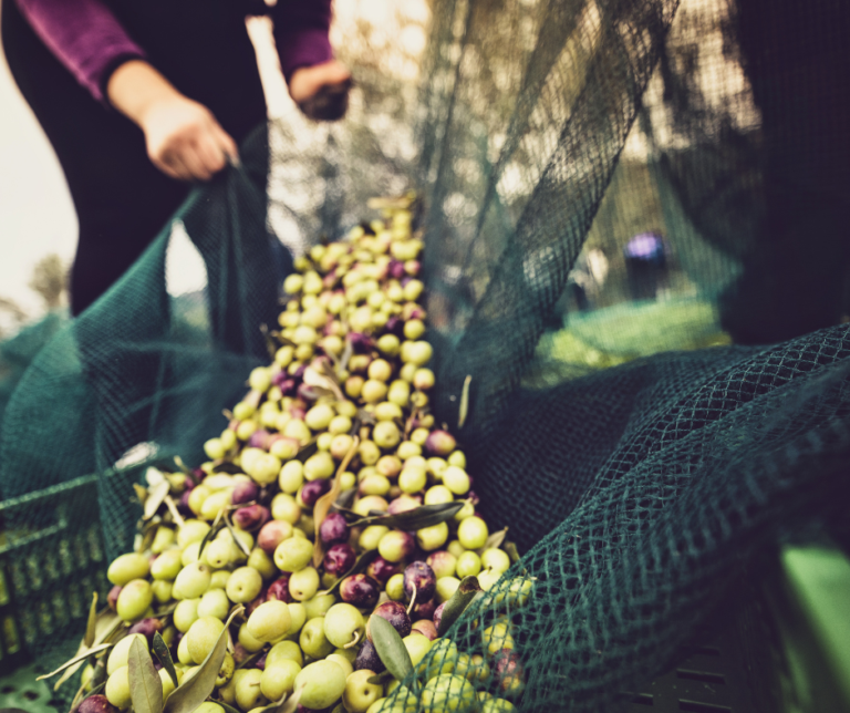 Harvesting Olives