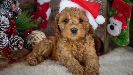 Puppies for Christmas