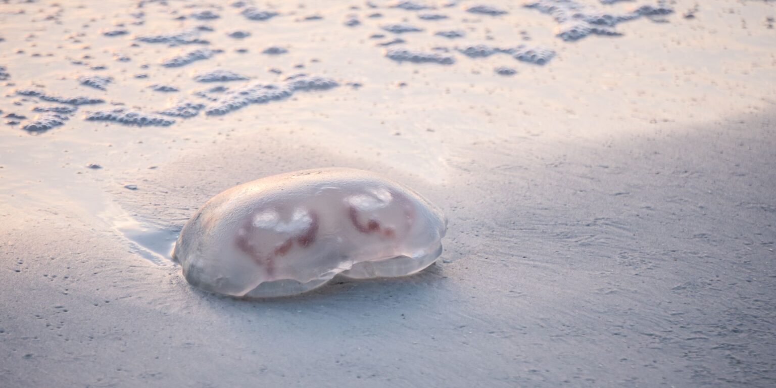 Jellyfish on the beach