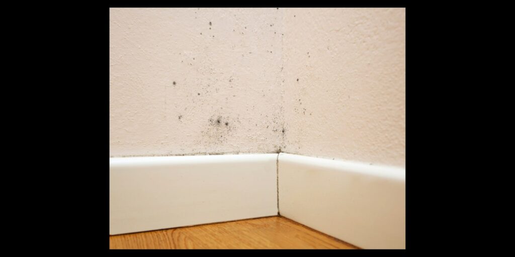 Mold on a wall