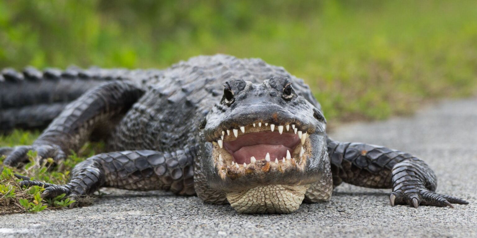 alligator