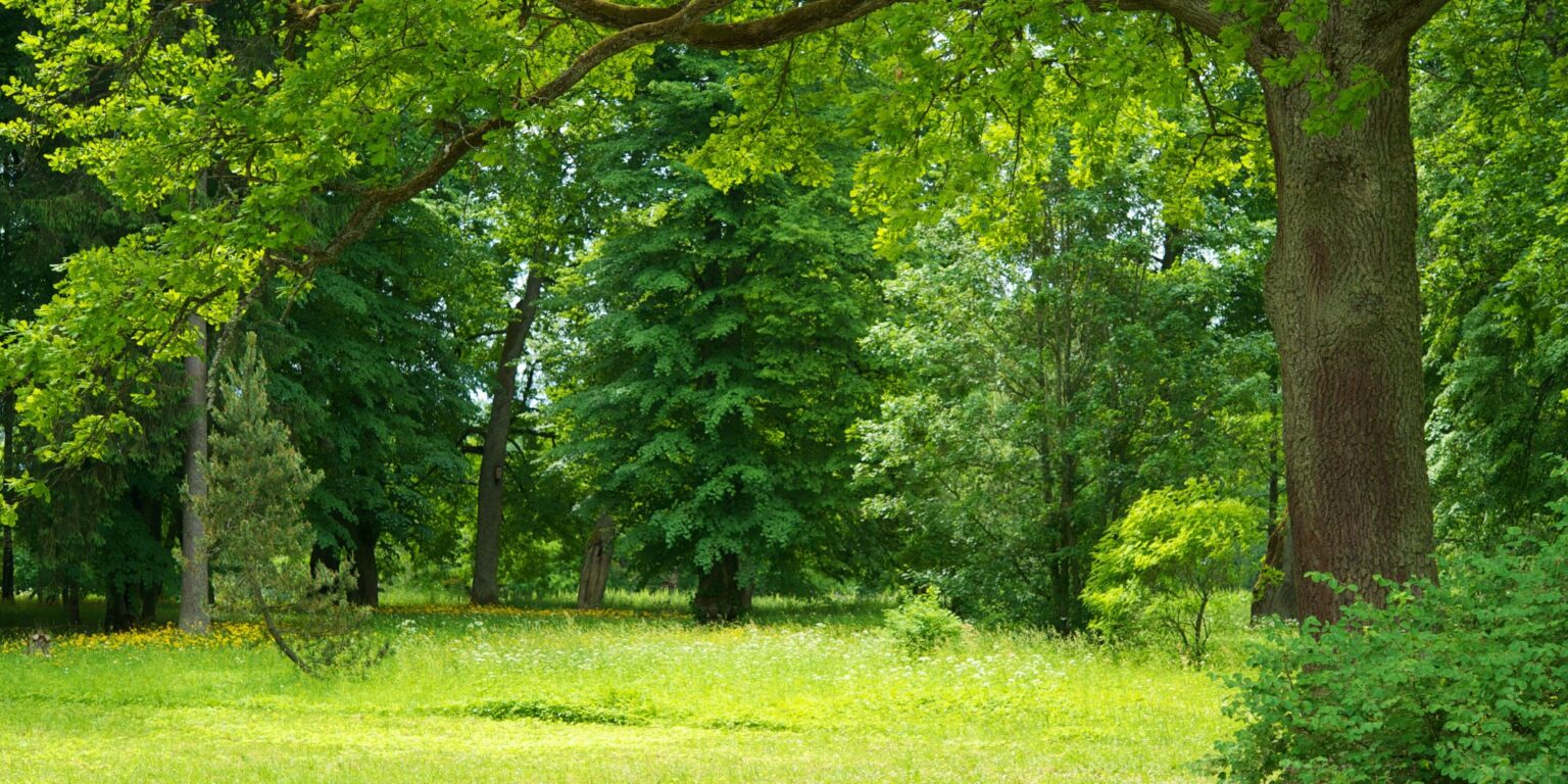 A Hidden Gem: Zube Park Hockley Texas